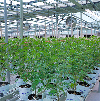 Cultivation